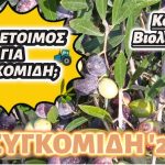 Ελαιόλαδο στην Ελλάδα το 2025 — μια χρονιά με προκλήσεις αλλά και ελπίδες