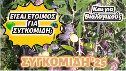 Ελαιόλαδο στην Ελλάδα το 2025 — μια χρονιά με προκλήσεις αλλά και ελπίδες