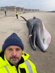 Dead Humpback Whale Washes Ashore at Rockaway Beach Amid Apparent Birthing Complications(Video)