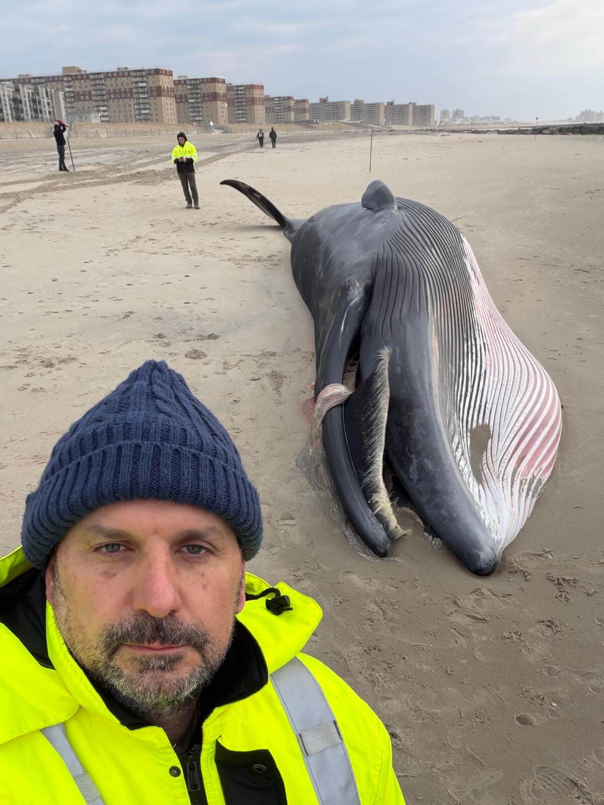 Dead Humpback Whale Washes Ashore at Rockaway Beach Amid Apparent Birthing Complications(Video)