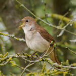 Μην αφήνουμε τα απολίτιστα όντα να στερήσουν τον τόπο μας από το τραγούδι της άνοιξης