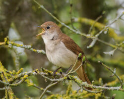 Μην αφήνουμε τα απολίτιστα όντα να στερήσουν τον τόπο μας από το τραγούδι της άνοιξης