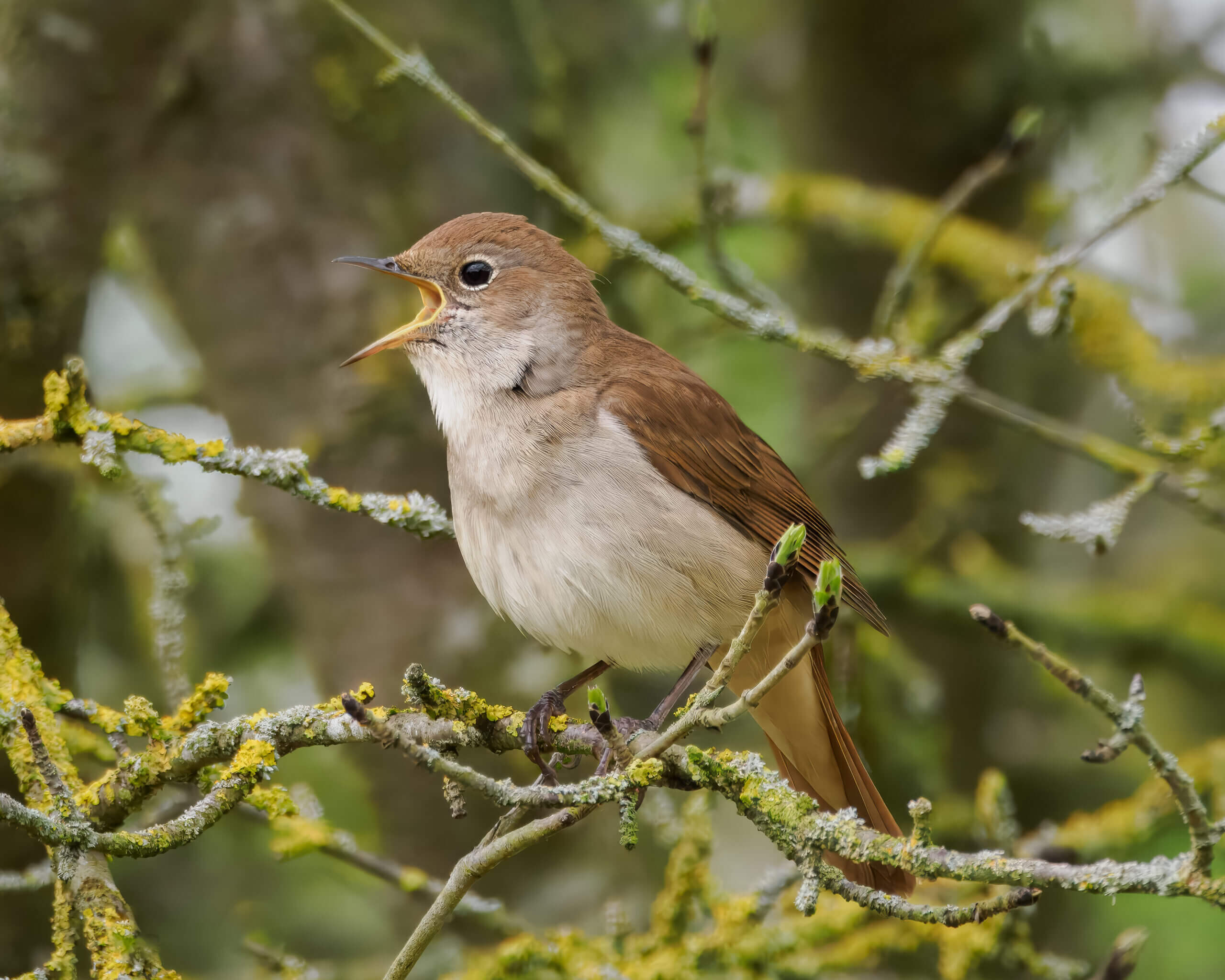Μην αφήνουμε τα απολίτιστα όντα να στερήσουν τον τόπο μας από το τραγούδι της άνοιξης