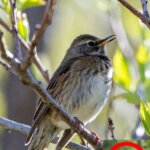 Σταματάμε την παράνομη παγίδευση και πώληση αηδονιών στην Αχαΐα