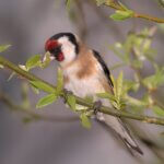 Γαρδέλια: ΑΥΣΤΗΡΑ ΠΑΡΑΝΟΜΗ η σύλληψη, η κατοχή και η πώλησή τους – ΚΑΤΑΓΓΕΙΛΤΕ ΤΟ ΑΜΕΣΩΣ!