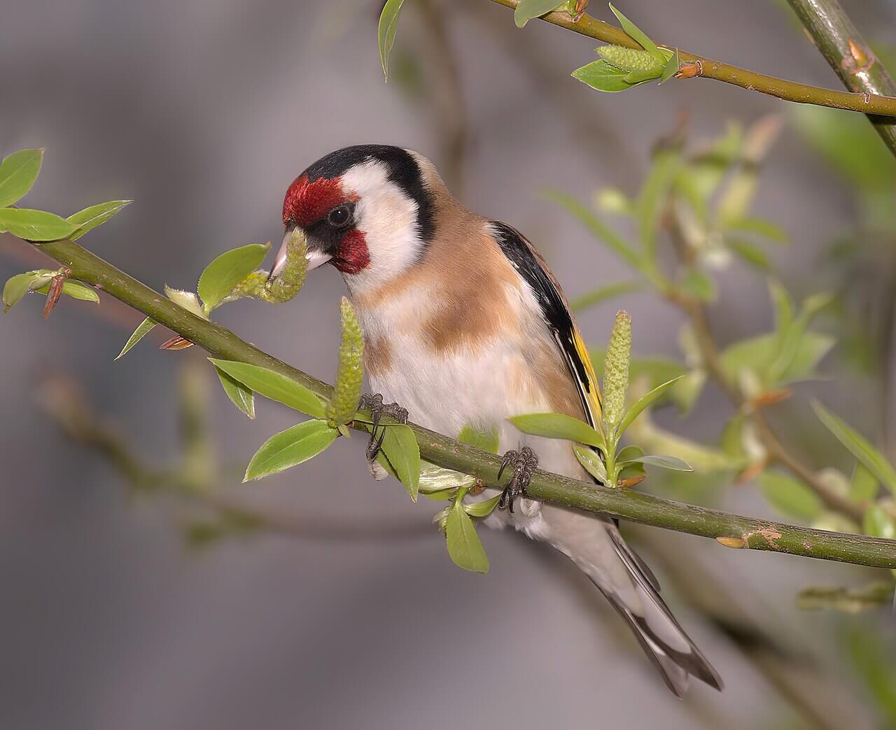 Γαρδέλια: ΑΥΣΤΗΡΑ ΠΑΡΑΝΟΜΗ η σύλληψη, η κατοχή και η πώλησή τους – ΚΑΤΑΓΓΕΙΛΤΕ ΤΟ ΑΜΕΣΩΣ!